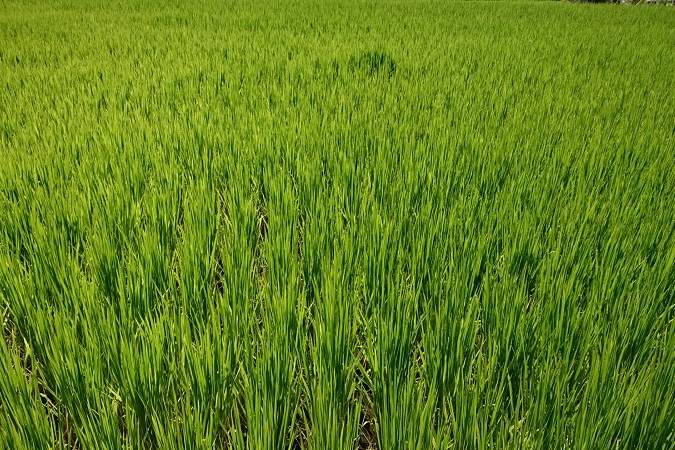 ｒ